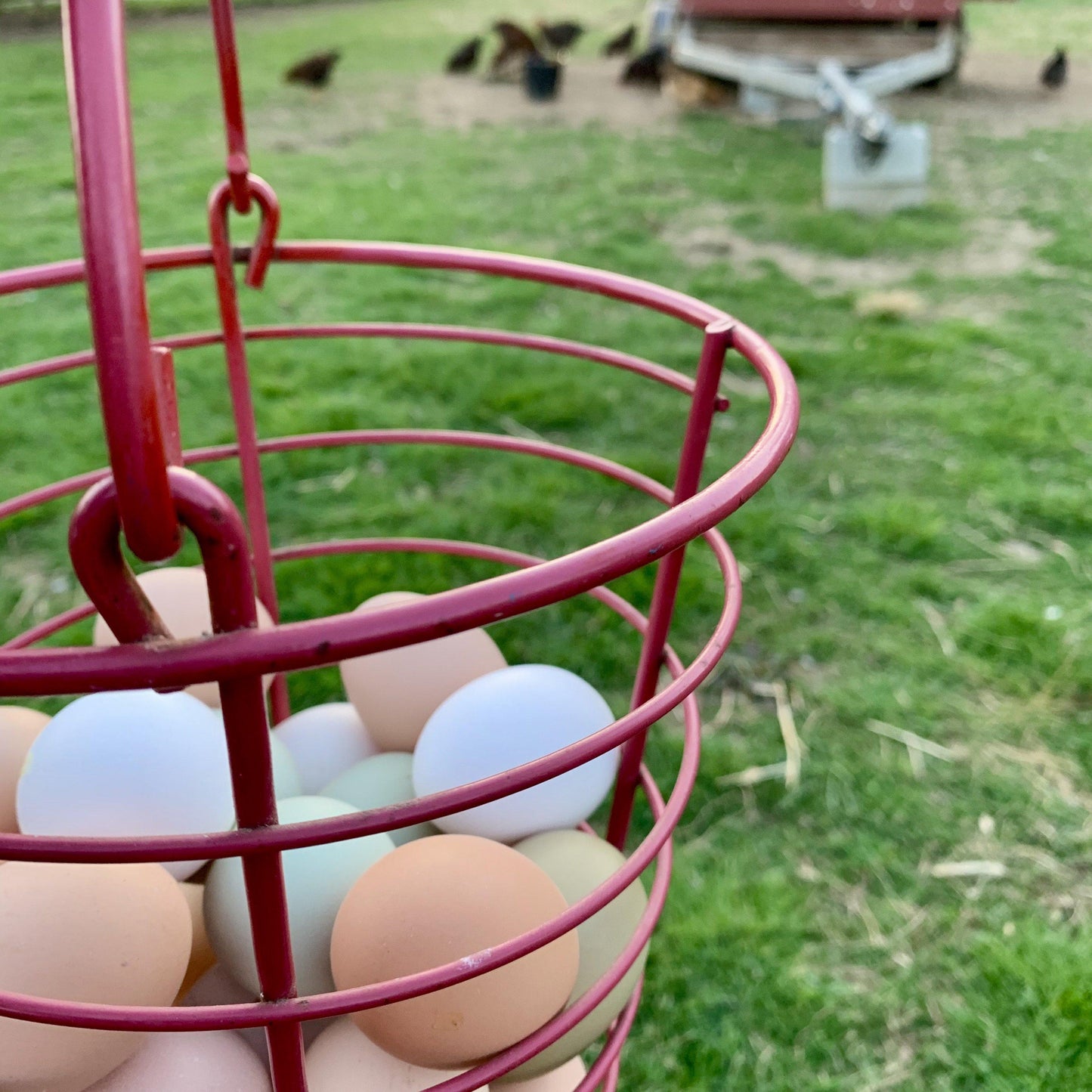 Farm-Fresh Eggs - 1 Dozen