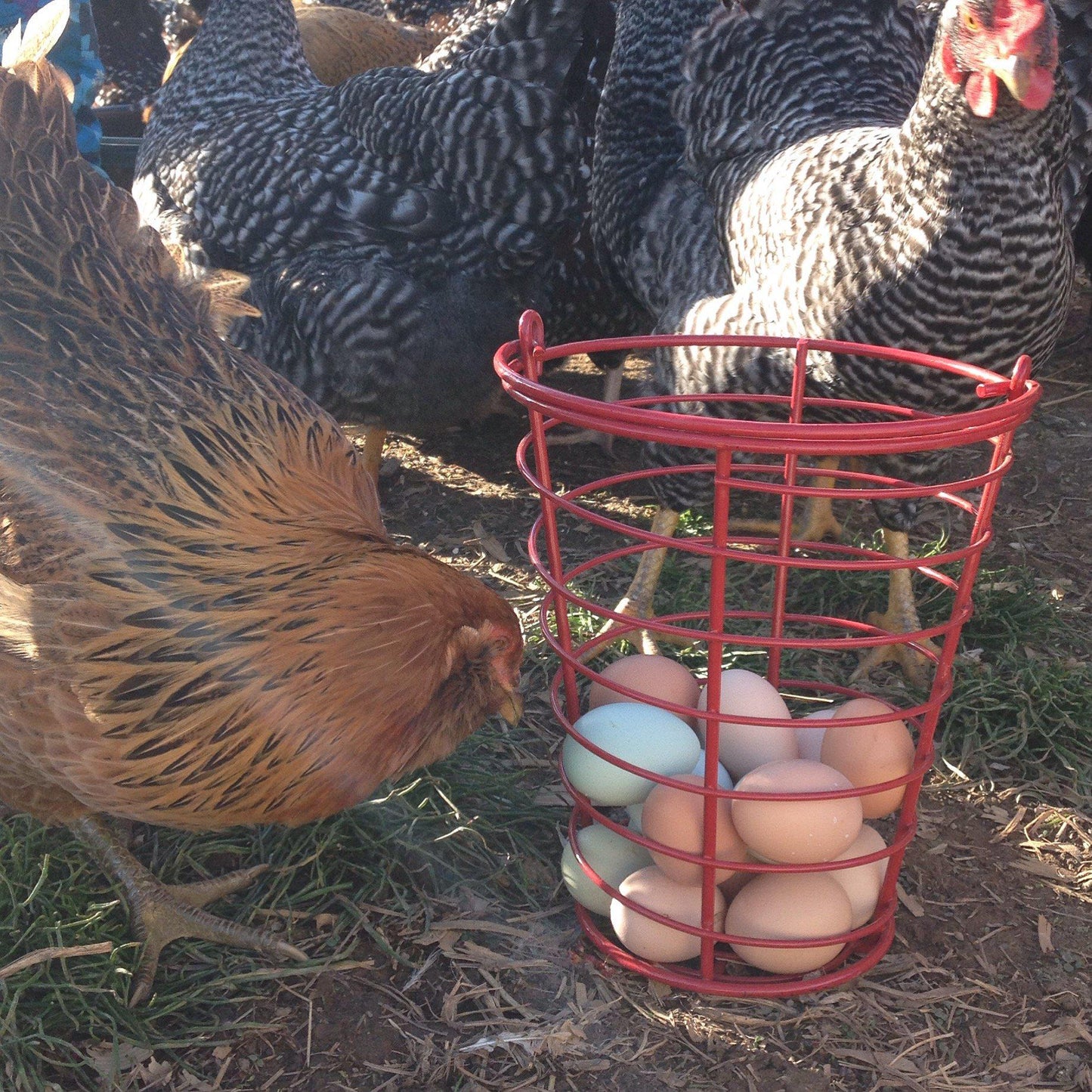 Farm-Fresh Eggs - 1 Dozen